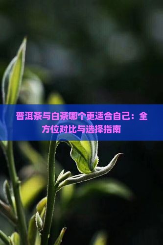 普洱茶与白茶哪个更适合自己：全方位对比与选择指南