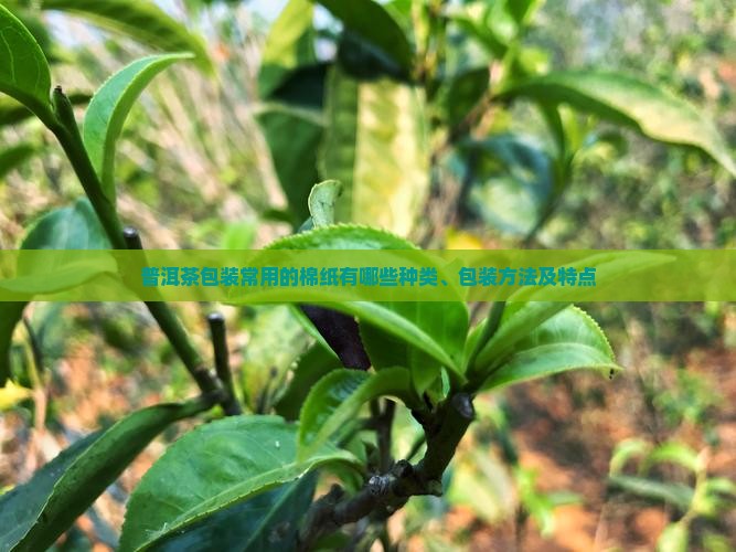 普洱茶包装常用的棉纸有哪些种类、包装方法及特点 普洱茶包装常用的棉纸有哪些种类、包装方法及特点