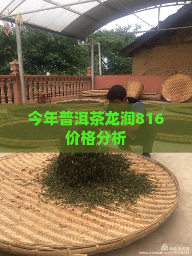 今年普洱茶龙润816价格分析
