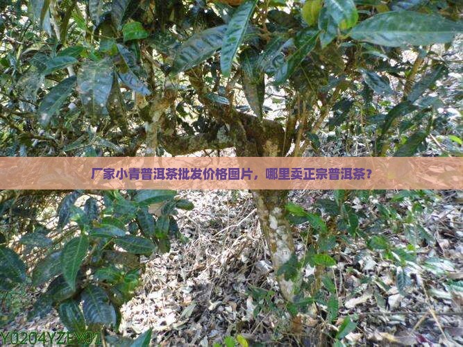 厂家小青普洱茶批发价格图片，哪里卖正宗普洱茶？