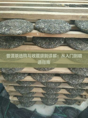普洱茶选购与收藏级别详解：从入门到精通指南