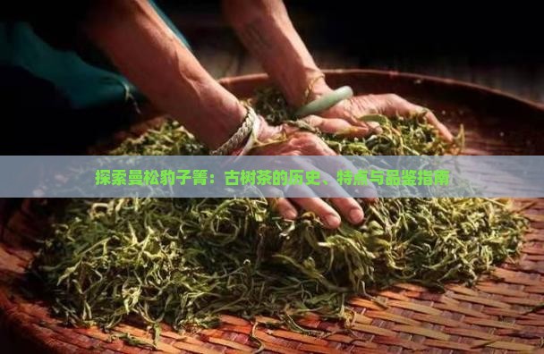 探索曼松豹子箐：古树茶的历史、特点与品鉴指南