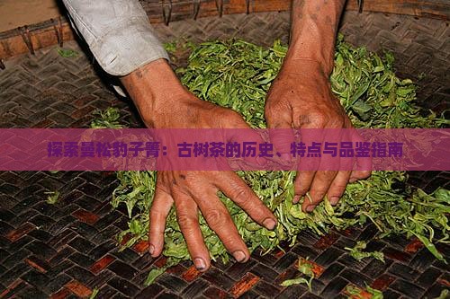 探索曼松豹子箐：古树茶的历史、特点与品鉴指南