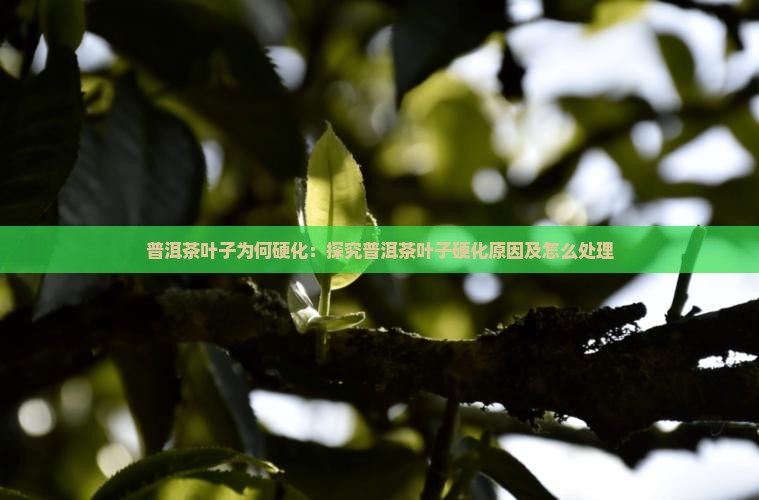 普洱茶叶子为何硬化：探究普洱茶叶子硬化原因及怎么处理