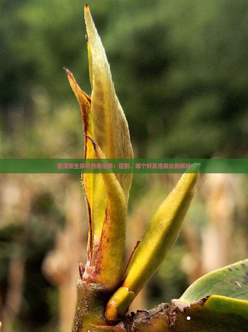 普洱茶生茶与熟茶泡茶：区别、哪个好及泡茶比例解析
