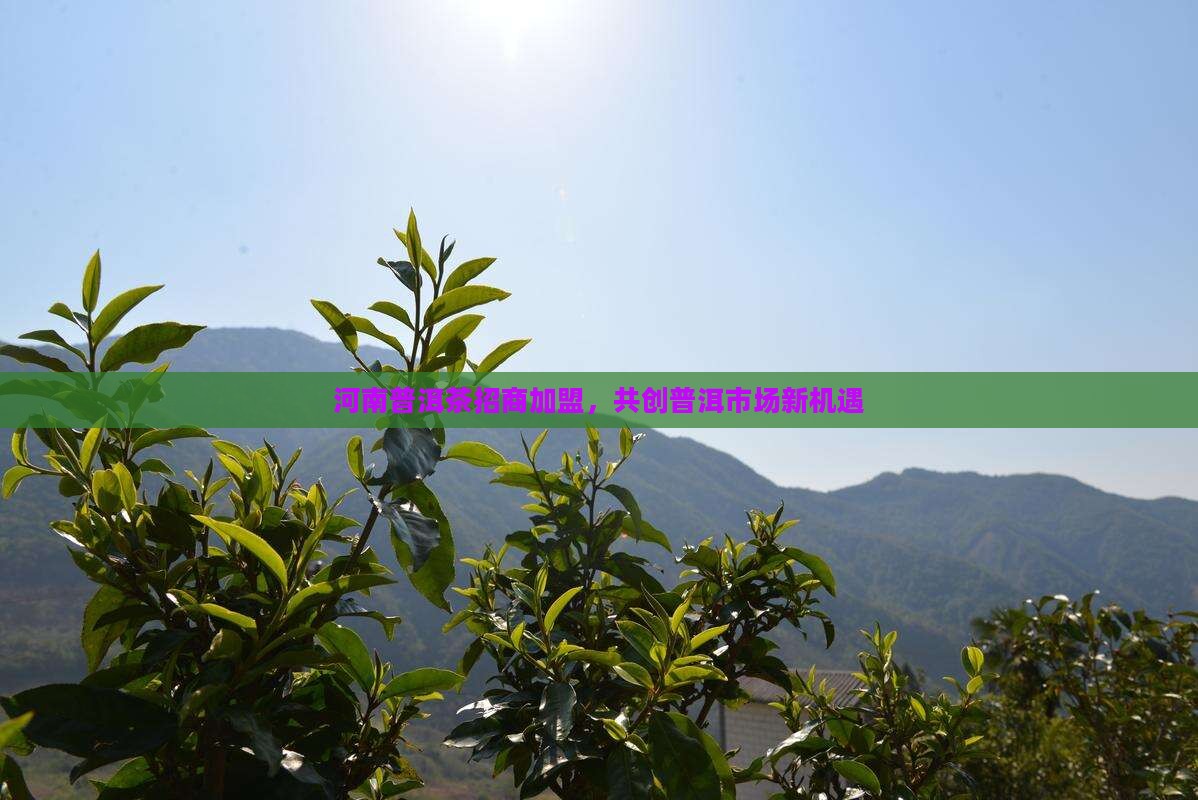 河南普洱茶招商加盟，共创普洱市场新机遇