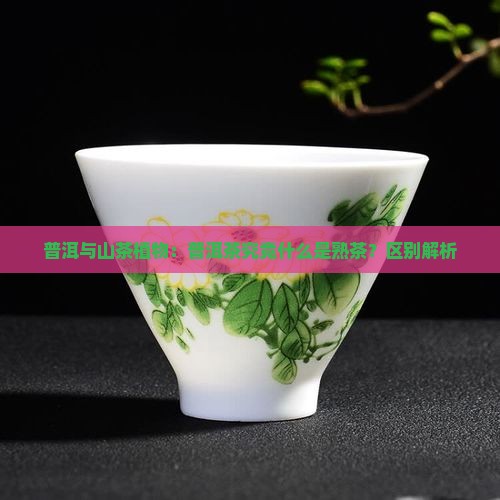 普洱与山茶植物：普洱茶究竟什么是熟茶？区别解析