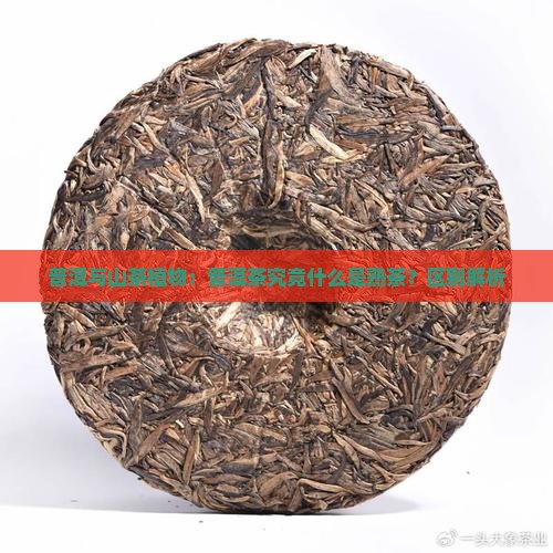 普洱与山茶植物：普洱茶究竟什么是熟茶？区别解析