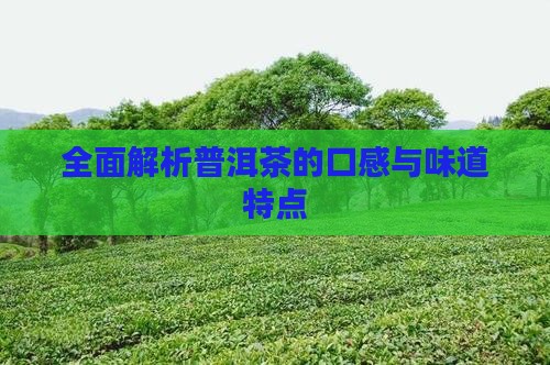全面解析普洱茶的口感与味道特点