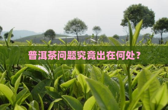 普洱茶问题究竟出在何处？