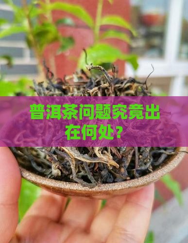普洱茶问题究竟出在何处？