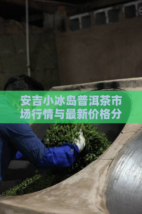 安吉小冰岛普洱茶市场行情与最新价格分析