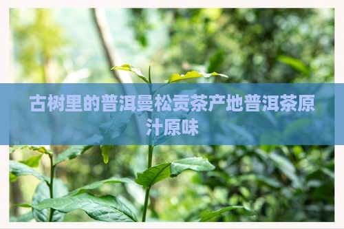古树里的普洱曼松贡茶产地普洱茶原汁原味