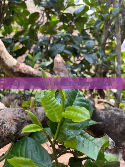 普洱茶与致癌风险：探究普洱茶中的潜在致癌因素