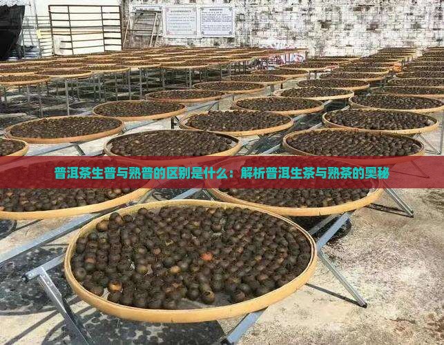 普洱茶生普与熟普的区别是什么：解析普洱生茶与熟茶的奥秘