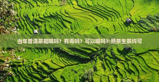 当年普洱茶能喝吗？有毒吗？可以喝吗？熟茶生茶均可