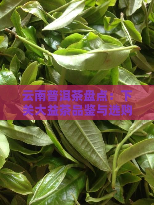 云南普洱茶盘点：下关大益茶品鉴与选购指南