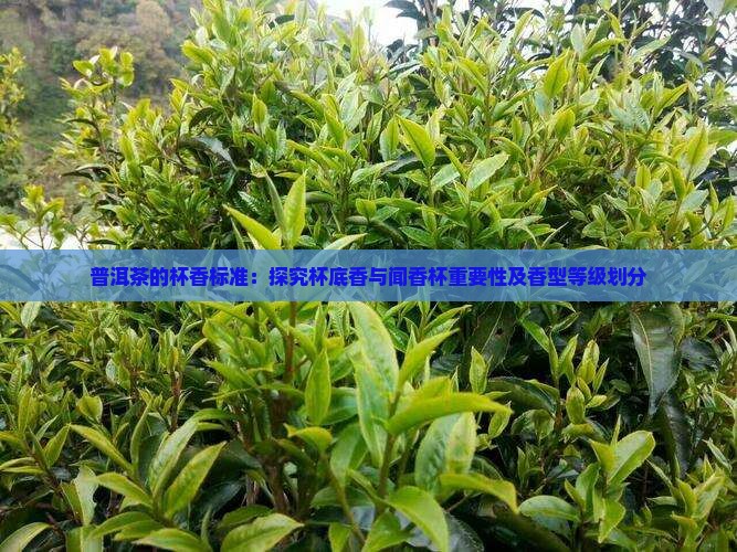 普洱茶的杯香标准：探究杯底香与闻香杯重要性及香型等级划分