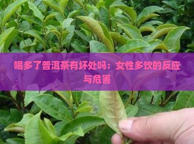 喝多了普洱茶有坏处吗：女性多饮的反应与危害