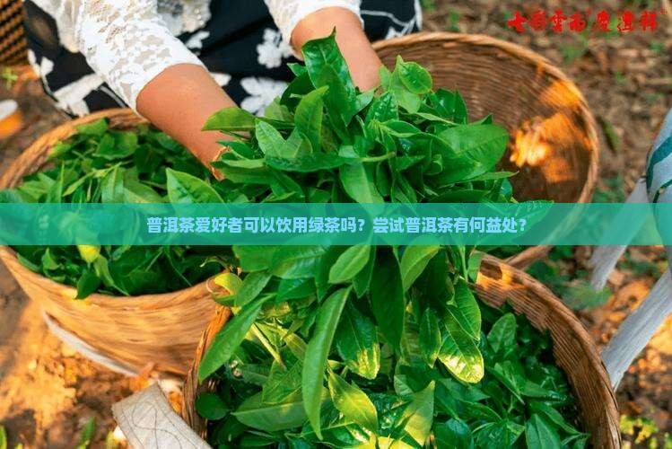普洱茶爱好者可以饮用绿茶吗？尝试普洱茶有何益处？