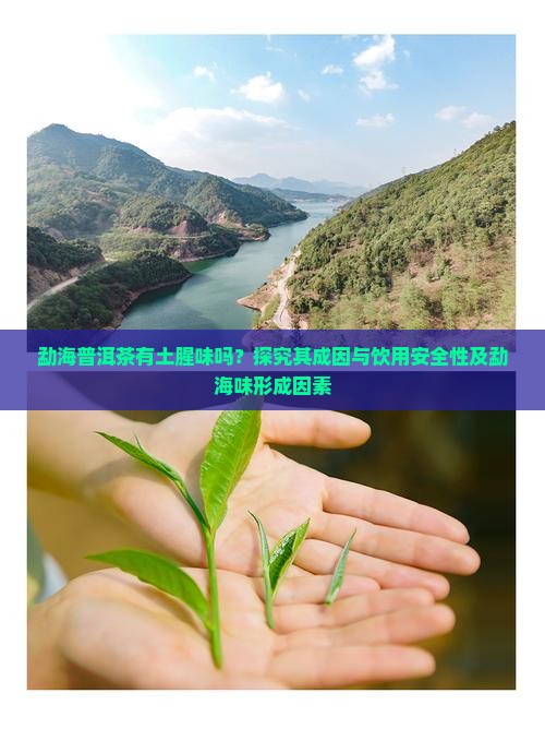 勐海普洱茶有土腥味吗？探究其成因与饮用安全性及勐海味形成因素