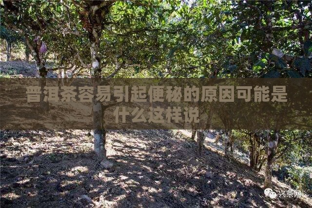 普洱茶容易引起便秘的原因可能是什么这样说