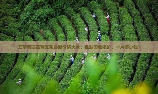 云南老班章普洱茶最新价格大全：批发回收报价，一片多少钱？