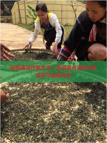 宠物猫治疗新方法：普洱茶点滴疗法全解析与效果评估