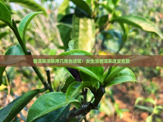 普洱茶泡茶用几克合适呢：女生泡普洱茶适宜克数
