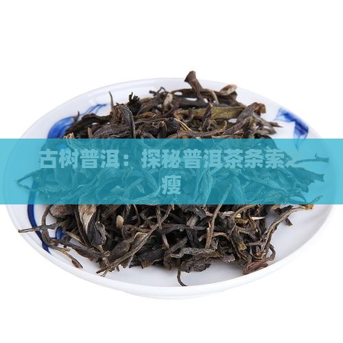 古树普洱：探秘普洱茶条索之瘦