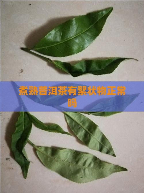 煮熟普洱茶有絮状物正常吗