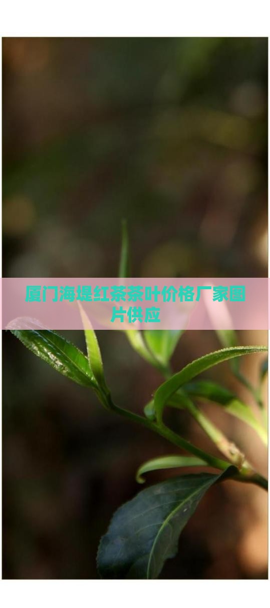 厦门海堤红茶茶叶价格厂家图片供应