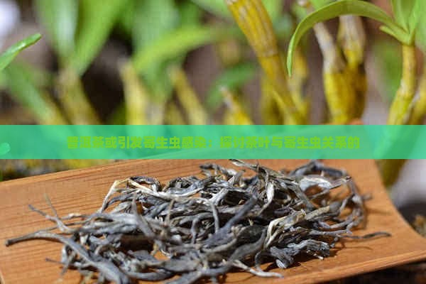 普洱茶或引发寄生虫感染：探讨茶叶与寄生虫关系的