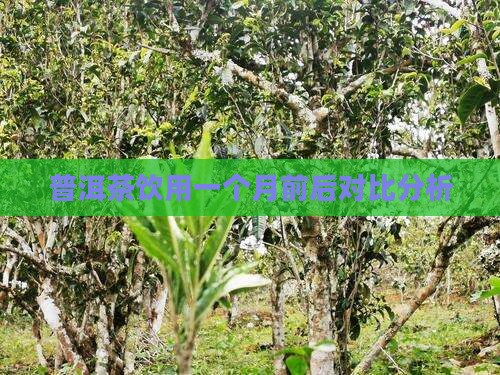 普洱茶饮用一个月前后对比分析