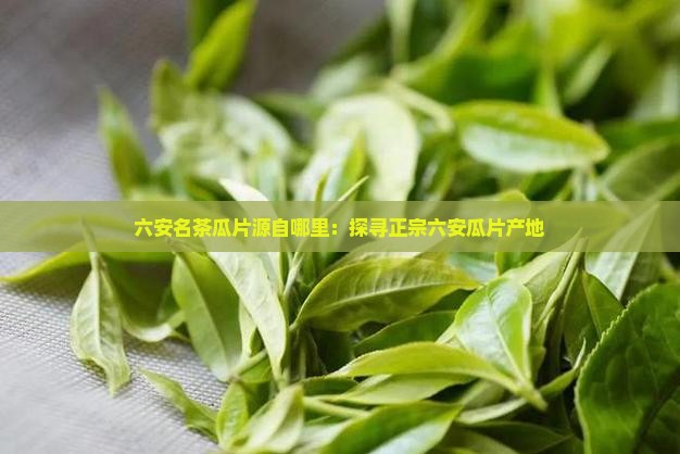 六安名茶瓜片源自哪里：探寻正宗六安瓜片产地