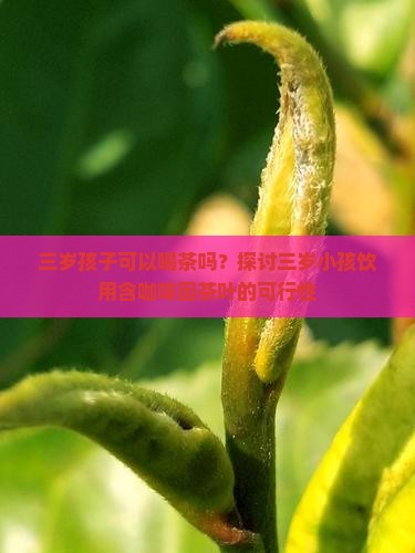 三岁孩子可以喝茶吗？探讨三岁小孩饮用含咖啡因茶叶的可行性