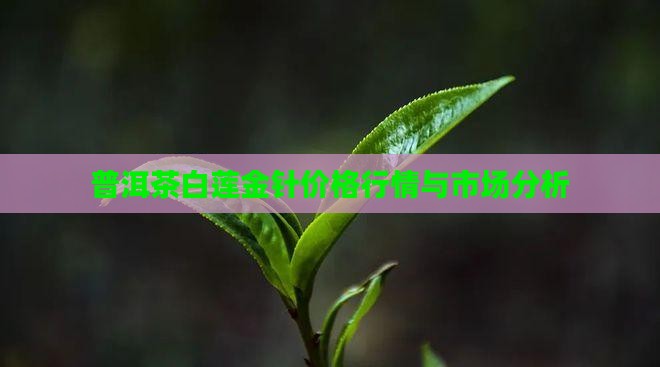 普洱茶白莲金针价格行情与市场分析