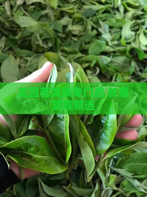 龙园普洱茶专门店 长春旗舰精选