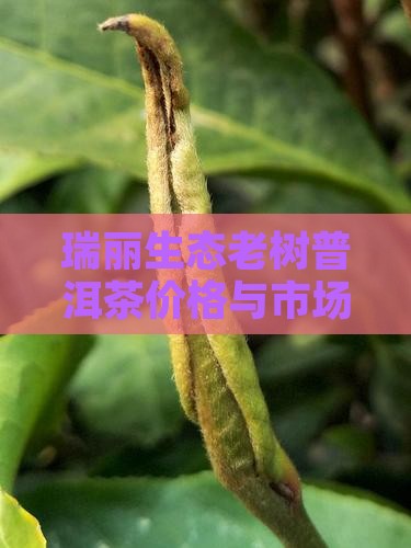 瑞丽生态老树普洱茶价格与市场分析