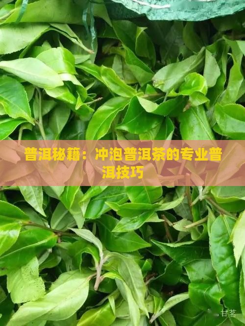 普洱秘籍：冲泡普洱茶的专业普洱技巧