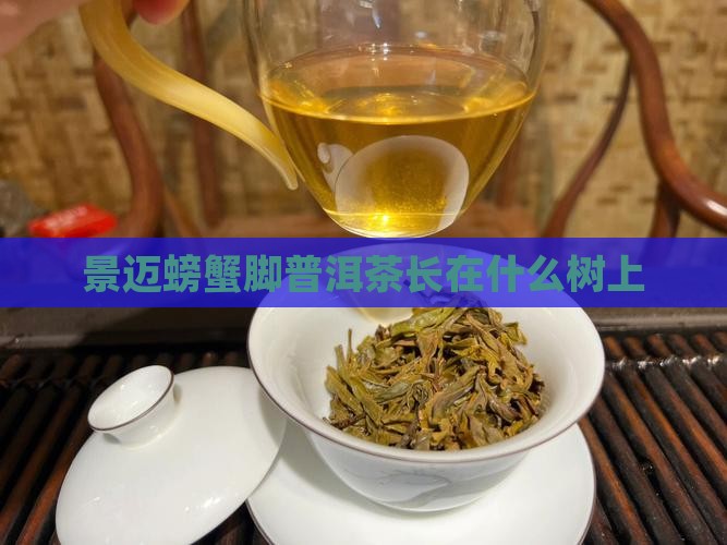 景迈螃蟹脚普洱茶长在什么树上