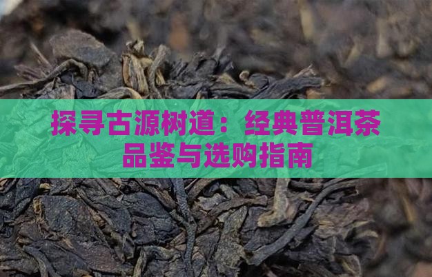 探寻古源树道：经典普洱茶品鉴与选购指南