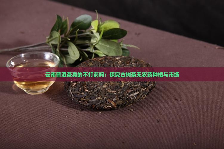 云南普洱茶真的不打药吗：探究古树茶无农药种植与市场
