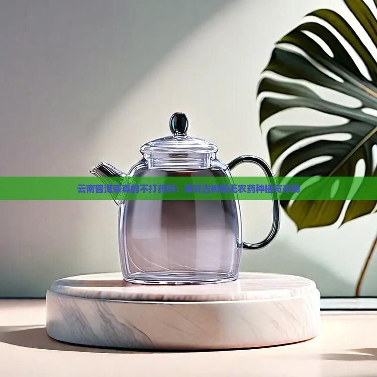 云南普洱茶真的不打药吗：探究古树茶无农药种植与市场
