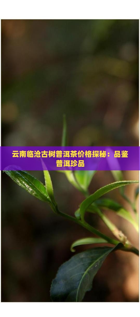 云南临沧古树普洱茶价格探秘:品鉴普洱珍品 云南临沧古树普洱茶价格探秘:品鉴普洱珍品