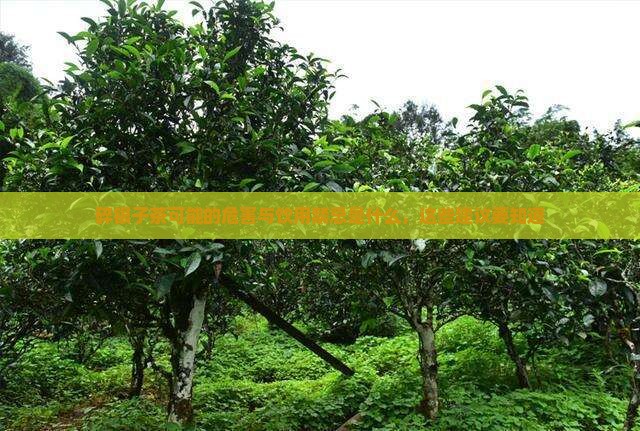 碎银子茶可能的危害与饮用禁忌是什么，这些建议要知道