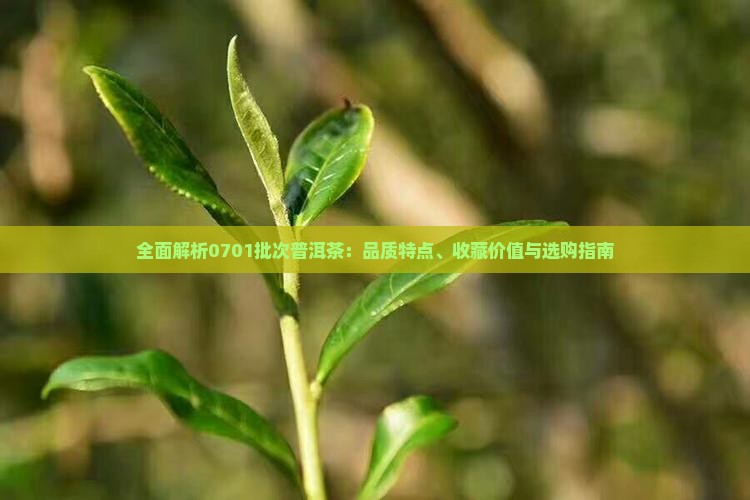 全面解析0701批次普洱茶：品质特点、收藏价值与选购指南