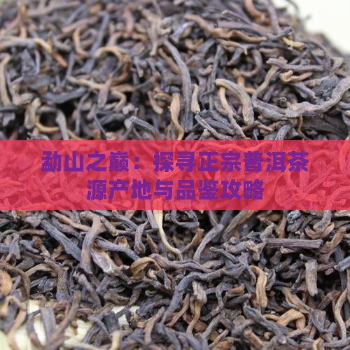 勐山之巅：探寻正宗普洱茶源产地与品鉴攻略