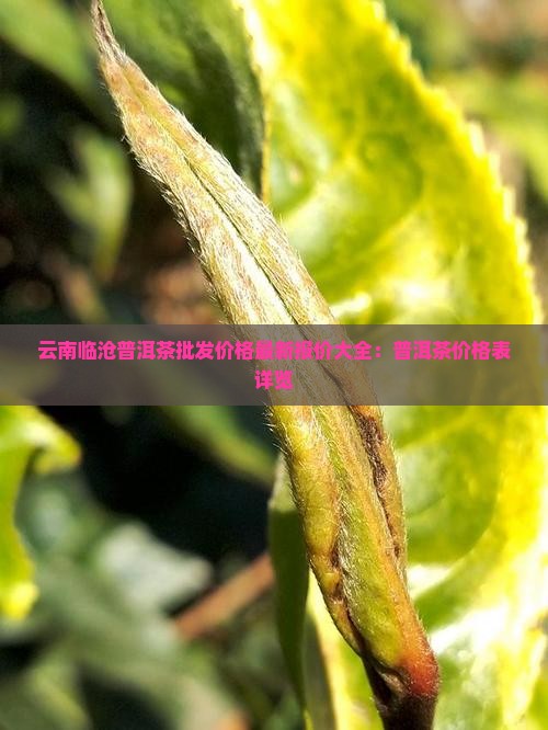 云南临沧普洱茶批发价格最新报价大全：普洱茶价格表详览