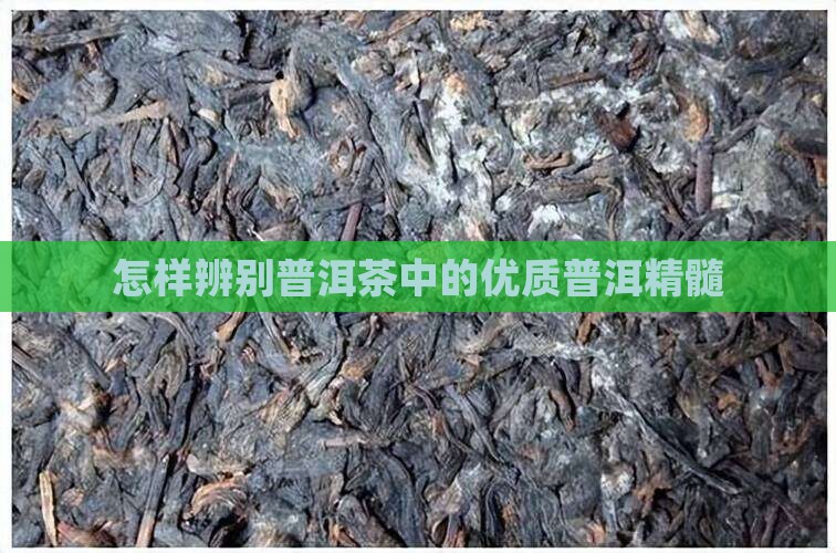 怎样辨别普洱茶中的优质普洱精髓